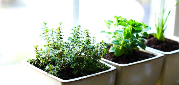 growing thyme in your garden