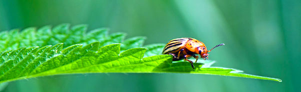 managing insects in your garden