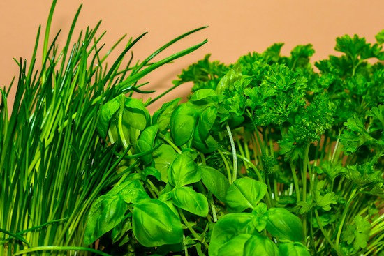 herbs that naturally repel insects