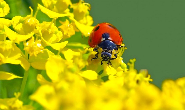 attracting lady bugs to fend off aphids